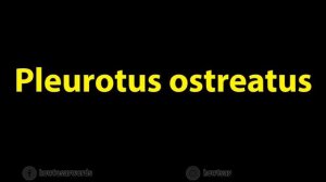 How to Pronounce Pleurotus ostreatus