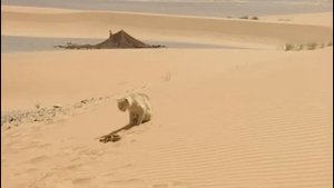 Combat pour leur survie dans le désert : chat vs serpent