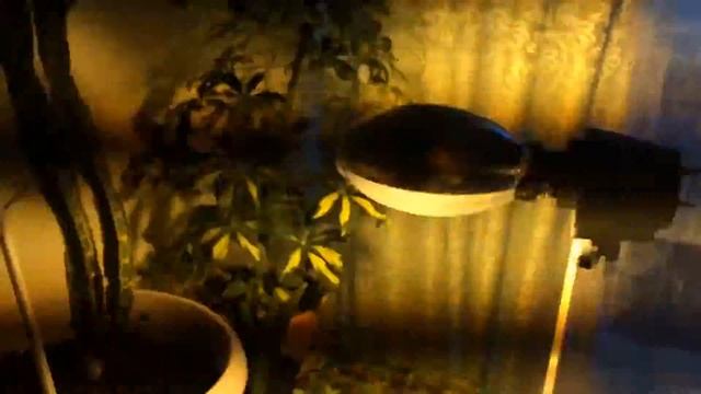 Лампы Дназ не боятся брызг воды смотреть онлайн