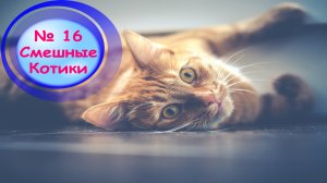 Котики Смешные?№16