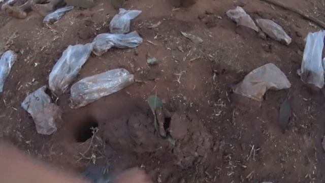 Термиты - вкусно, питательно, мерзко смотреть онлайн