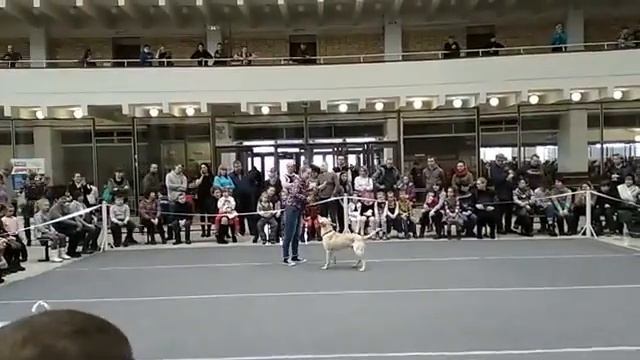 Кинологический фристайл,метис Тайсон. смотреть онлайн