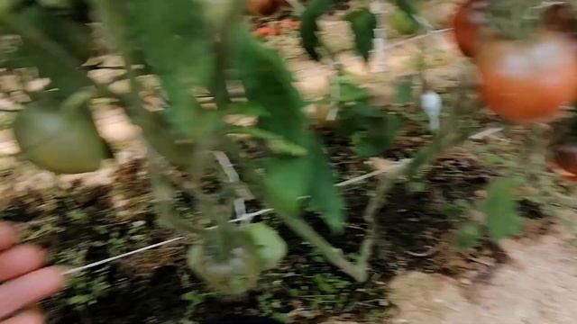 Томат Вишневый сироп смотреть онлайн