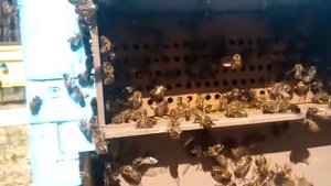 Пасека Давыдовых СБОР ПЫЛЬЦЫ 25 05 2017