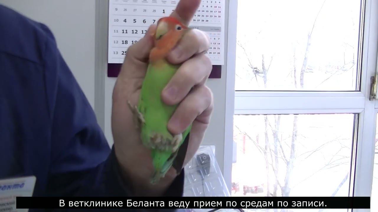 Школа ветврача орнитолога.  Как правильно фиксировать мелкого и среднего попугая(птицу). 27 03 2024