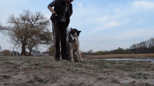 Хаски Хасан 15 г. 3-е занятие