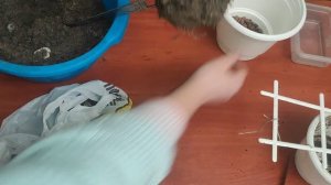 Молочай МИЛЯ. Уход и размножение. Желтеет и осыпается листья.