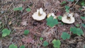 Сбор Чёрных Груздей