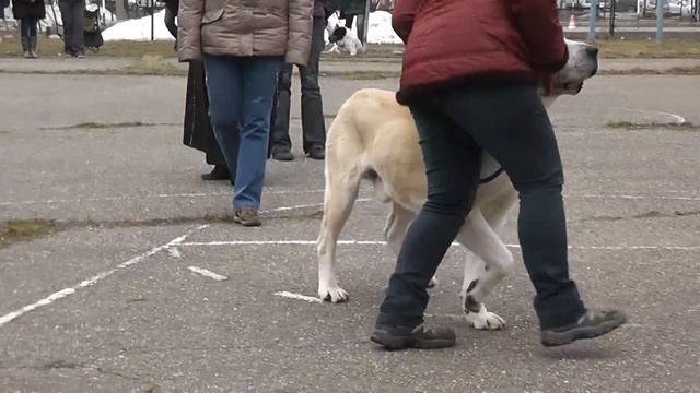 "Кубок Северного Подмосковья-2013", моно САО смотреть онлайн