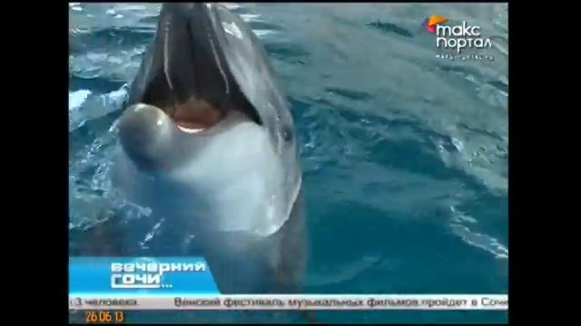 В дельфинарии Сочи родился дельфин смотреть онлайн