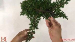 Стабилизированный можжевельник