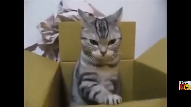 Приколы с котами с озвучкой, Приколы с животными 2019, Pso смотреть онлайн