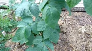 Малина ДЖОАН ДЖИ обзор и дегустация сорта