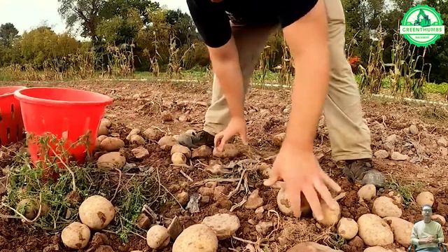 The Most Modern Agriculture Machines That Are At Another Level,How To Harvest Mangoes  In Farm