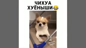 как бы звали щенят чихуахуа .. чихуахуёныши