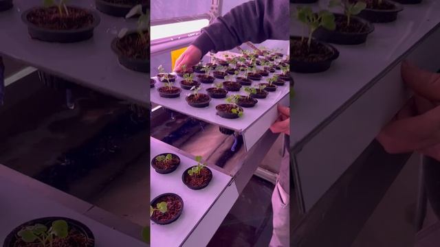 Sky greens Canada Hydroponic vertical farming system .