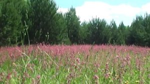 Готовлю хвойный квас. Квас из хвои