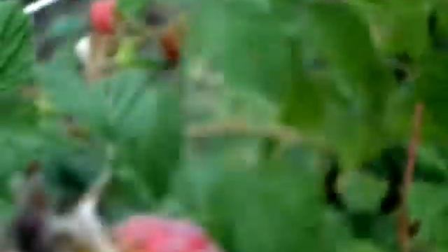 Малина сорт "Шапка Мономаха" смотреть онлайн