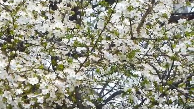 Вячеслав Седякин Сады весенние смотреть онлайн