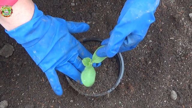 Почему мы не поливаем рассаду арбузов и дынь после пересадки в горшочки? Когда надо поливать рассад смотреть онлайн