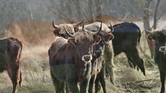 Тур (Европейский дикий бык) смотреть онлайн