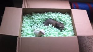 Хорьки играют в коробке с упаковочным пенопластом