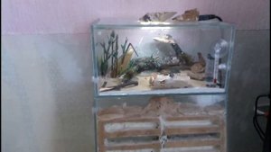 Муравьиная ферма. Формикарий(formicarium) заселён