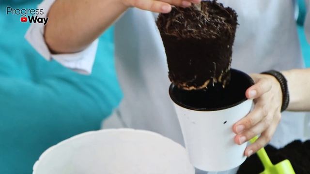 Жалею, Почему Я Раньше Так Не Делал! После Даже Дохлый Цветок Оживает и Пышно Зацветает! смотреть онлайн