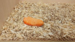 Сделали дом для декоративного кролика. Самый милый питомец.