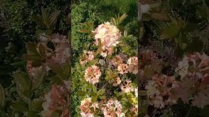 Рододендрон листопадный, азалия садовая "Cannon's Double" | Rhododendron "Cannon's Double"