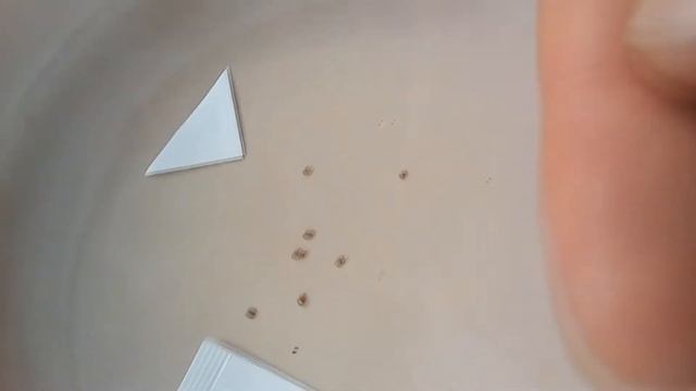 Как правильно прорастить семена пепино смотреть онлайн