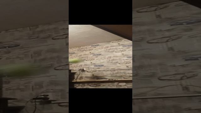 тренеровки