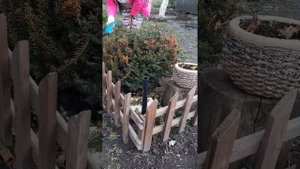 ОБРЕЗКА ТИСА ВЕСНОЙ