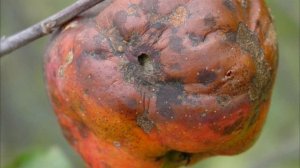 Спасаем яблоню от болезней