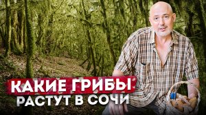 Какие грибы растут в Сочи | Грибной сезон в августе | Грибные места Сочи #СОЧИЮДВ | Жизнь в Сочи