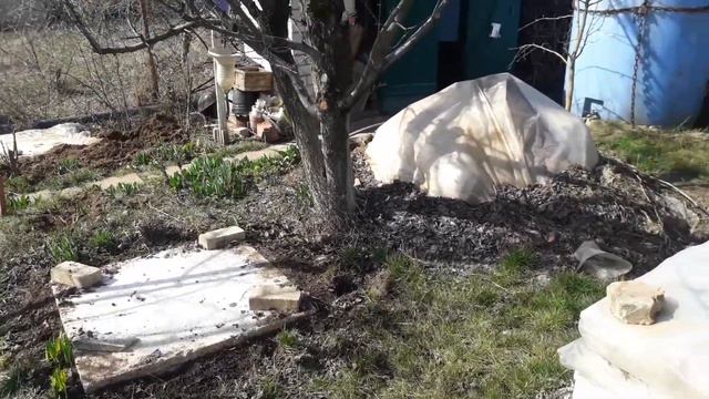 Пальмы в открытом грунте 10 марта 2020 г.