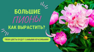 ПИОНЫ: КАК УВЕЛИЧИТЬ РАЗМЕР ЦВЕТОВ?