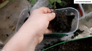 АКЕБИЯ  ПЯТЕРНАЯ.  Рассаживаем сеянцы.