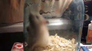 Танцующий хомяк