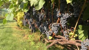 Урожай винограда 2018 года  Виноград в Минске