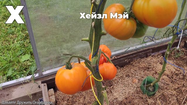 Томаты на букву Х. ПОЛНЫЙ ОБЗОР. ОТ А ДО Я.