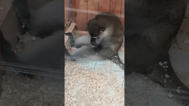 Зоопарк в Воронеже смотреть онлайн