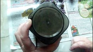 Как заготовить эхинацею и заварить чай из нее