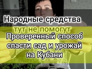 Какую защиту своим растениям я приготовила в этом году. Пикируем томаты. Лучшее средство от тли.