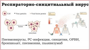 50. Клинически значимые вирусы семейства Pneumoviridae