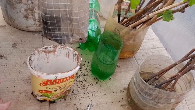 Виноград  укоринение черенков