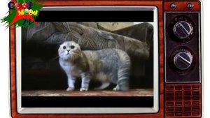 Коты разговаривают друг с другом