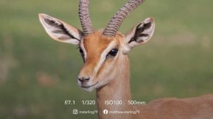 Canon EOS RF100-500 f/4.5-7.1L IS USM - Visual Review with Metadata