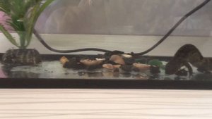 Самка тритона откладывает яйца