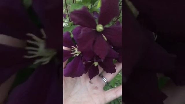 Jackmanii Clematis